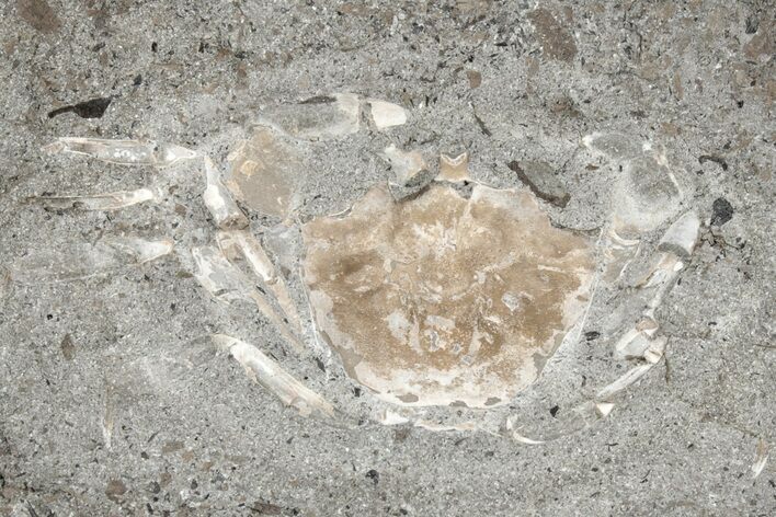 Fossil Crab (Longusorbis) Nodule Half - British Columbia #211916